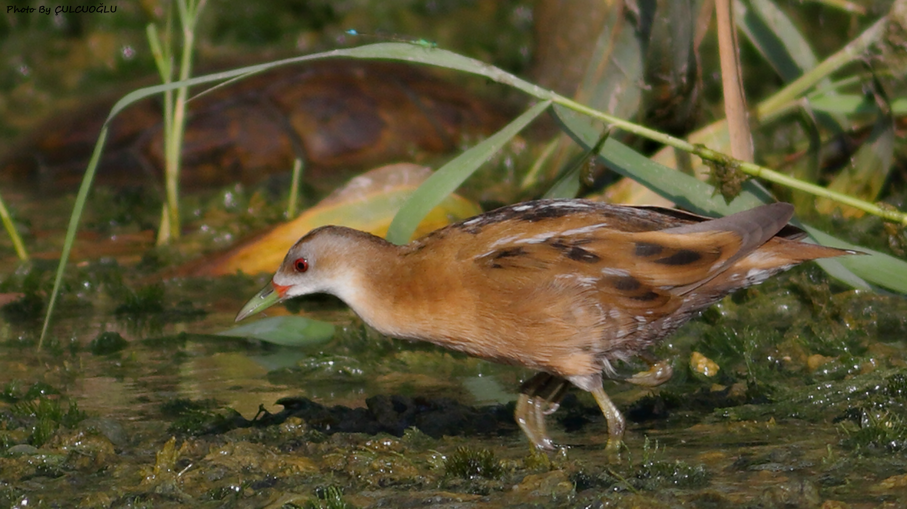 Little Crake